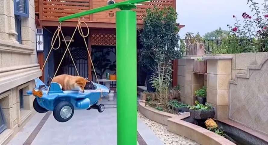 Китаец построил роскошное поместье для своих собак
