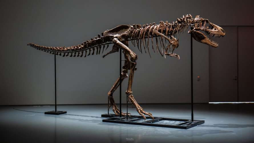 Конструктор Dinosaur Скелет динозавра и нападение тирекса