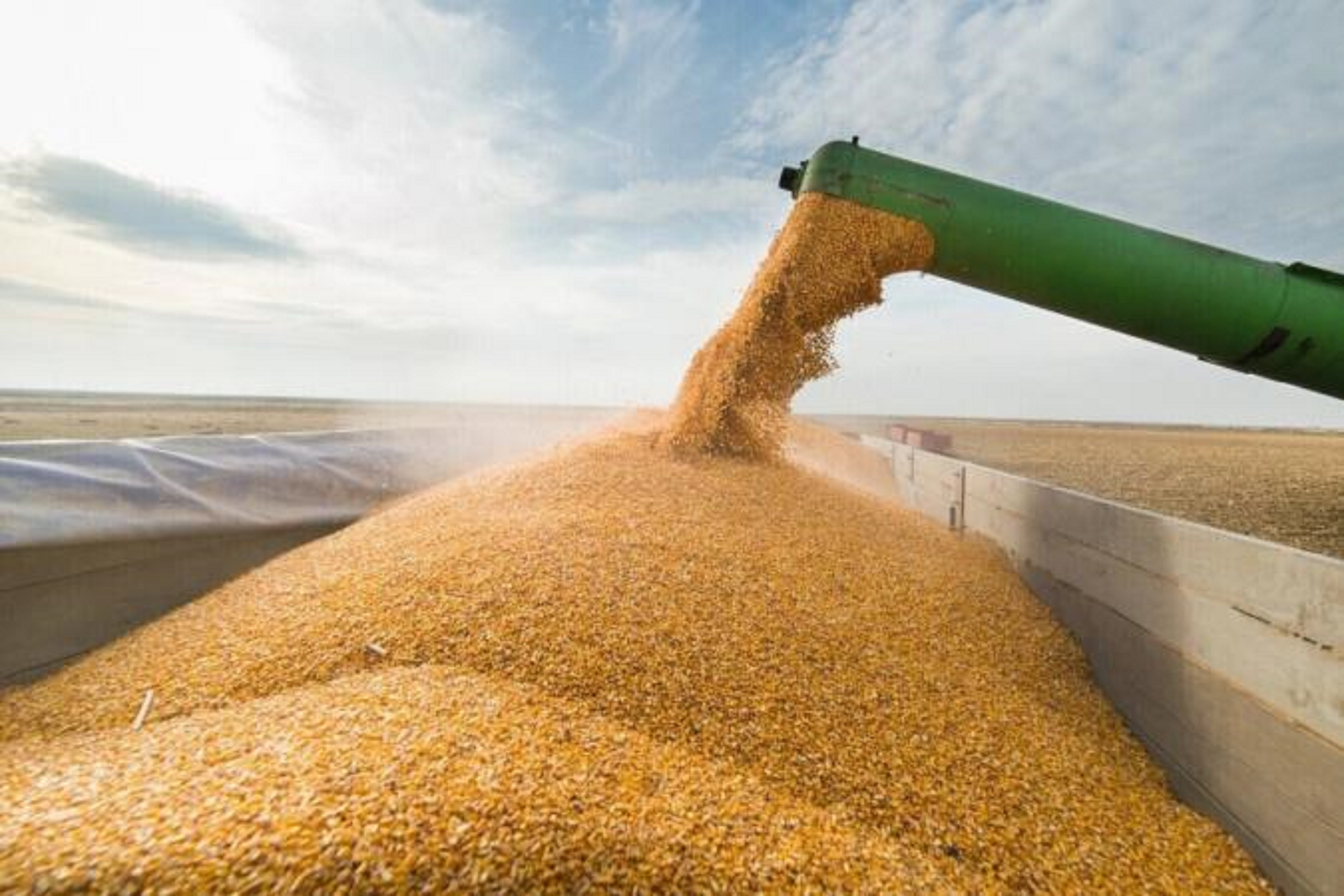 10 тыс тонн. Куча зерна. Много зерна. Экспорт пшеницы. Переработка зерна.
