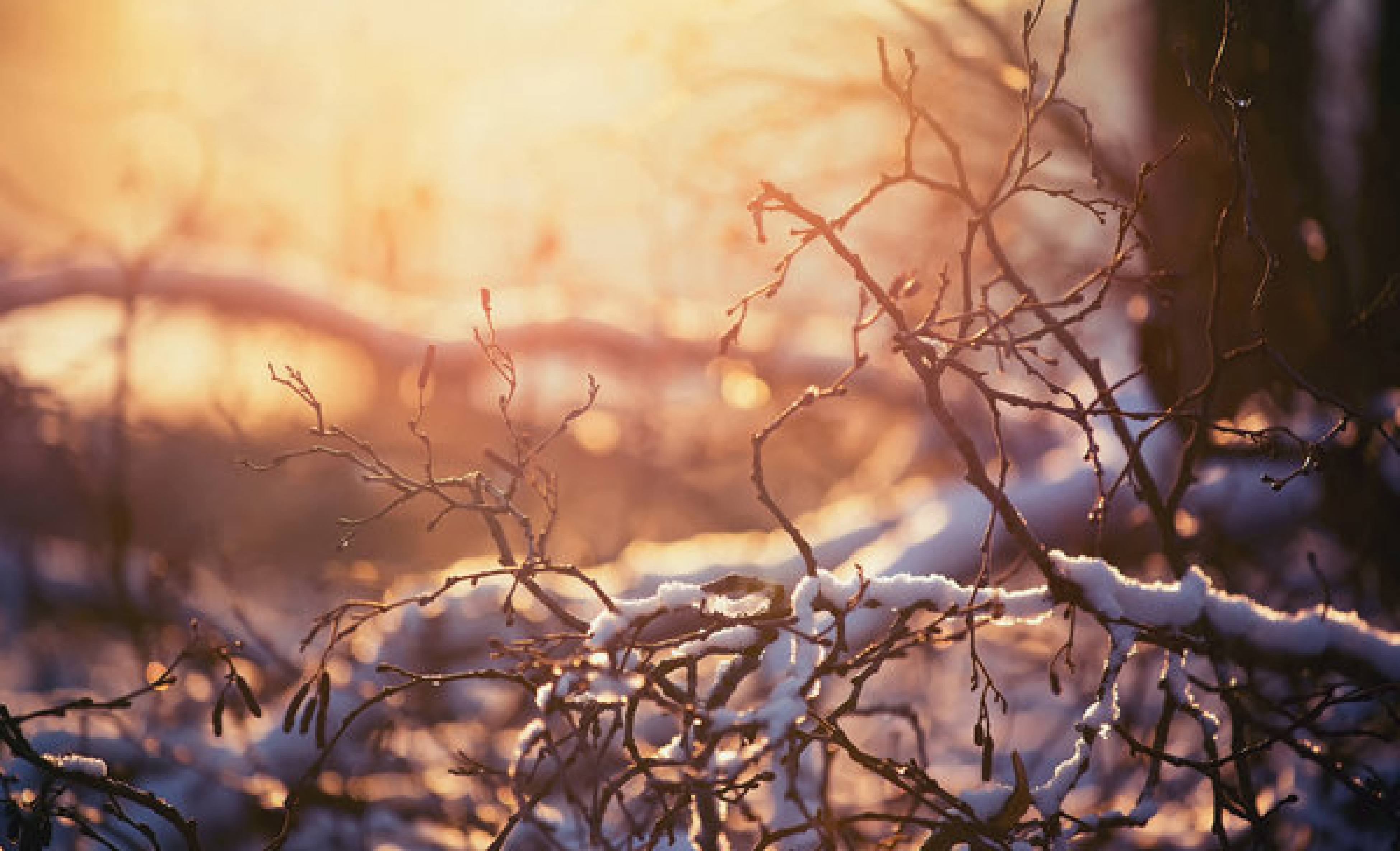 Winter brown. Фон теплая зима. Коричневая зима. Размытый снег. Зима размытые.