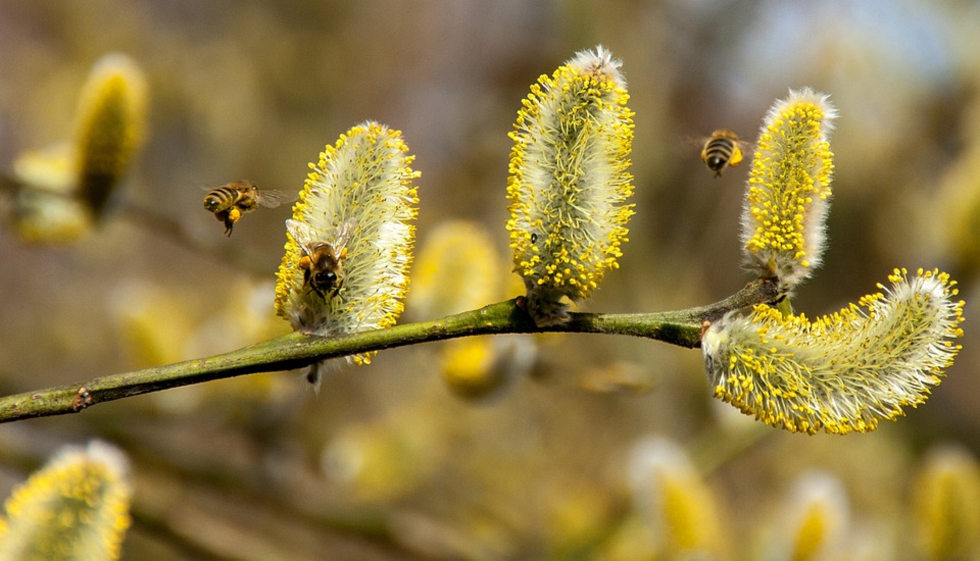 Растение много пыльцы. Верба гостра сережки. Дерево желтой вербы. Цветущая Верба, Ива и пчела. Верба Ива с серёжками.