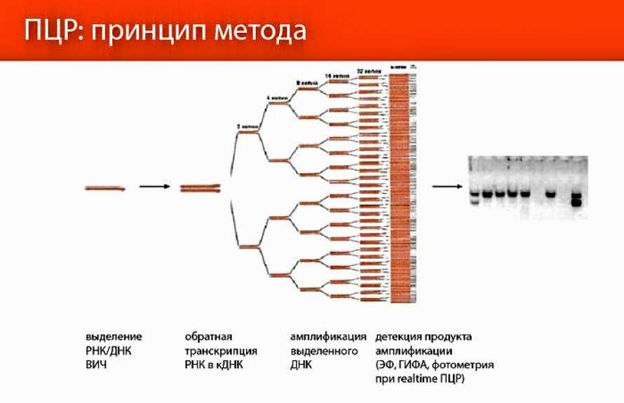 Рнк исследования. PCR — полимеразная цепная реакция. Методы исследования ДНК полимеразная цепная реакция. ДНК диагностика метод полимеразной цепной реакции. Полимеразная цепная реакция (ПЦР) ВИЧ инфекции.