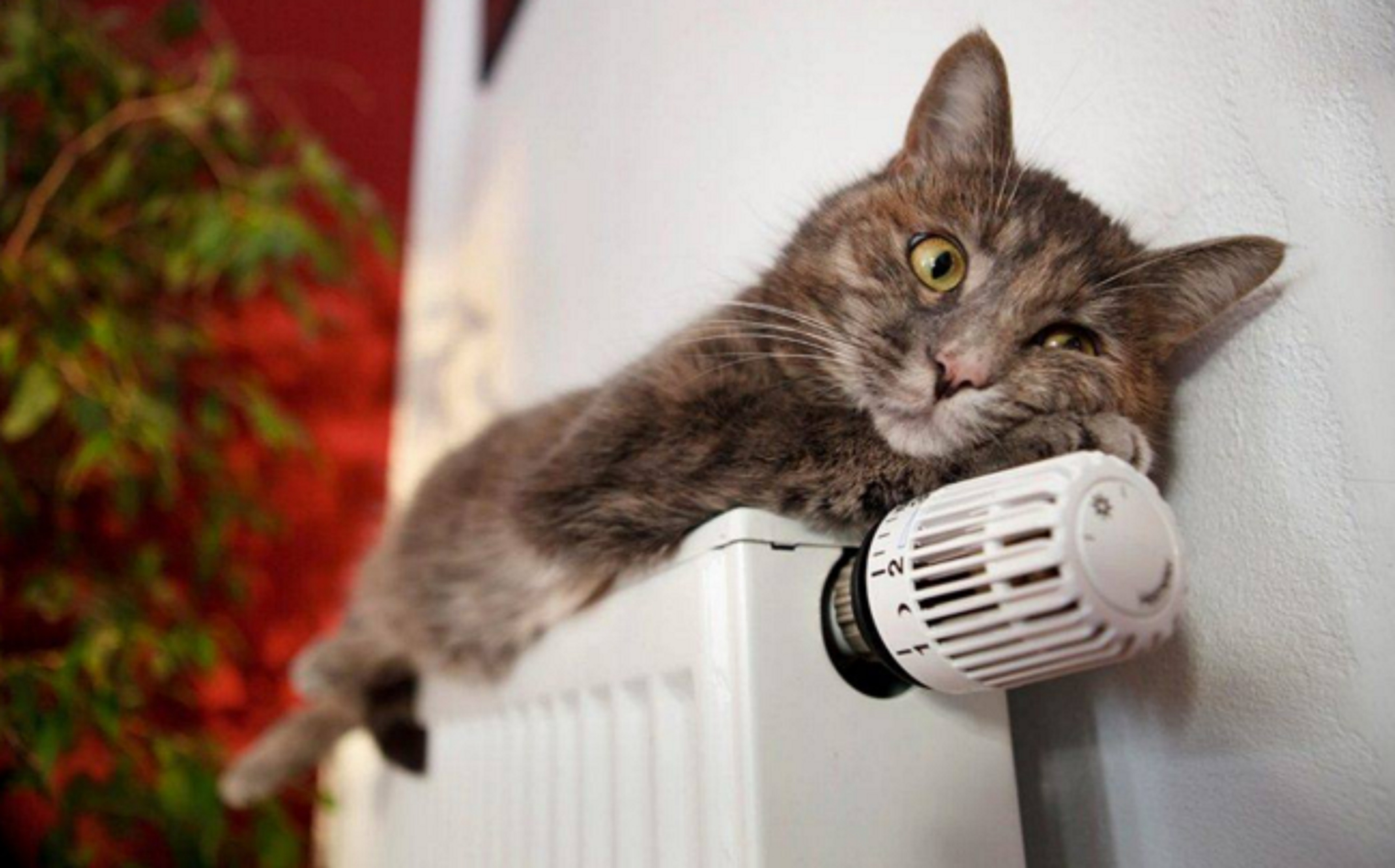 Кот где тепло. Отключение отопления. Отключили отопление. Отопление жара.