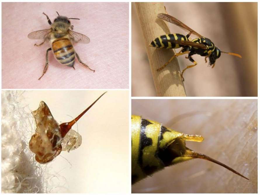 Почему пчела погибает после укуса: научный разбор феномена