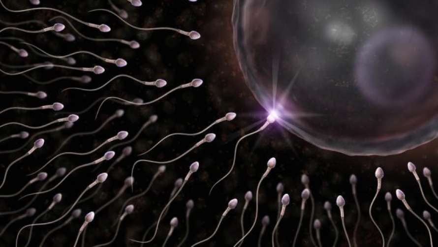 Сколько часов живет сперматозоид: история одной клетки