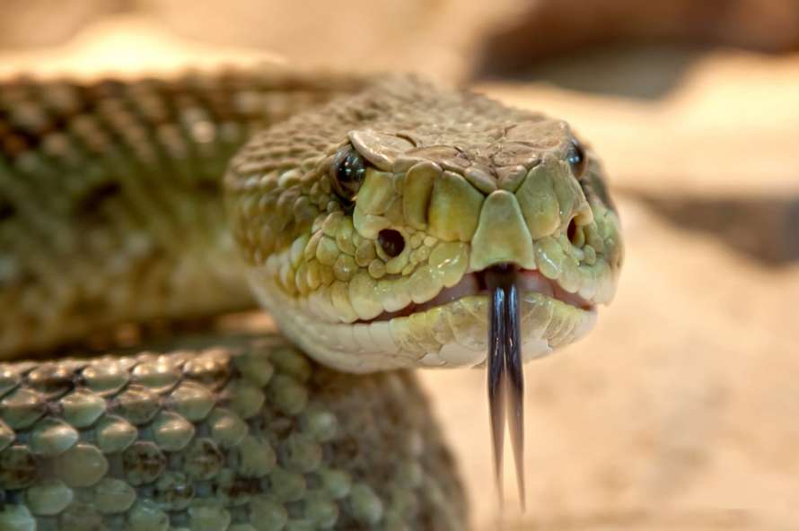 Походження отрути у змій